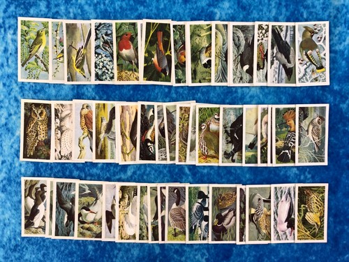 Wild birds britain single - in,
