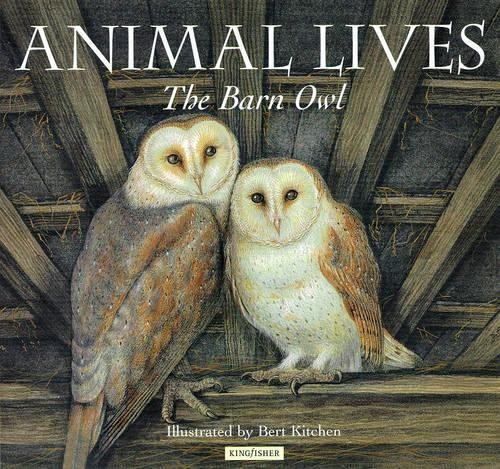 Barn owl by - owl, lives
