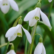 Snowdrop Bulbs "Woronowii" -