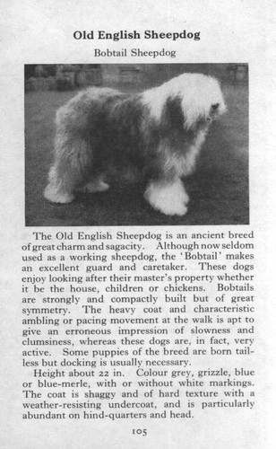 Old english sheepdog 1970 - -,