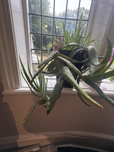 Absolutely huge aloe vera - absolutely,