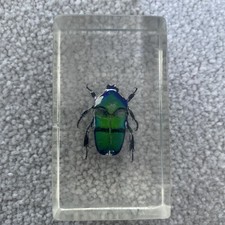 Real Life Rose Chafer Beetle