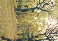 Staffordshire Cannock chase