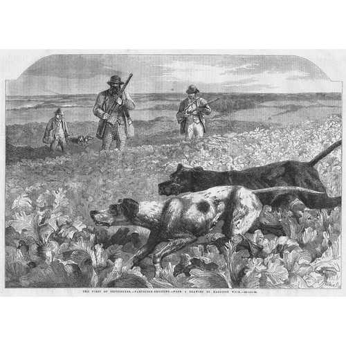 Hunting partridge shooting - hunting,