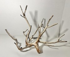 Manzanita Driftwood, Reptile