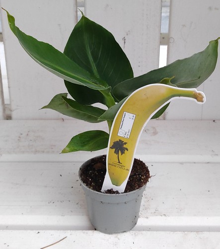 Musa acuminta cavendish banana - musa,
