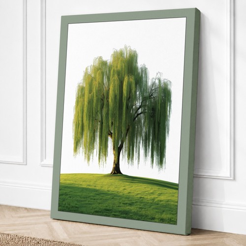 Weeping willow botanical - weeping,