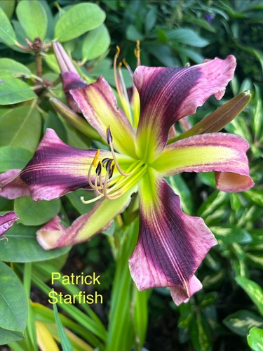 Daylily hemerocallis seeds 8 - seeds, x