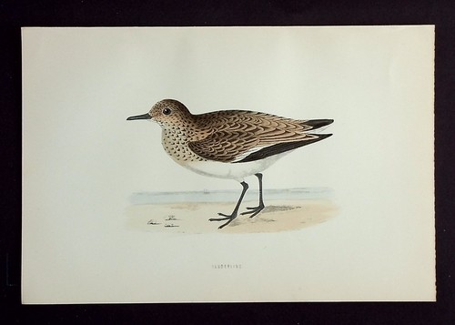 Sanderling ornithology - sanderling,,