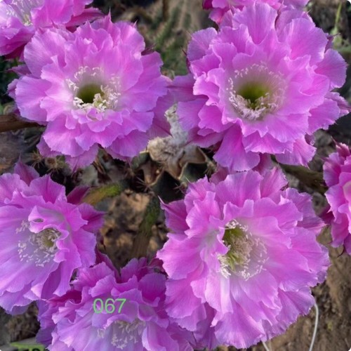 5cm cactus succulent plant - 4-5cm,