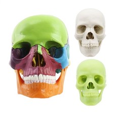 Human Skull Model PVC Anatomical Skull Model Skeleton, 15-Part Detachable