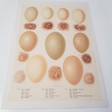 Antique Bird Egg c1890s print lithograph ornithology Frohawk British matted no23