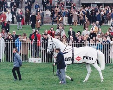 Original Press Photo Horse