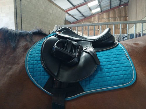 Black saddle company - black, gp