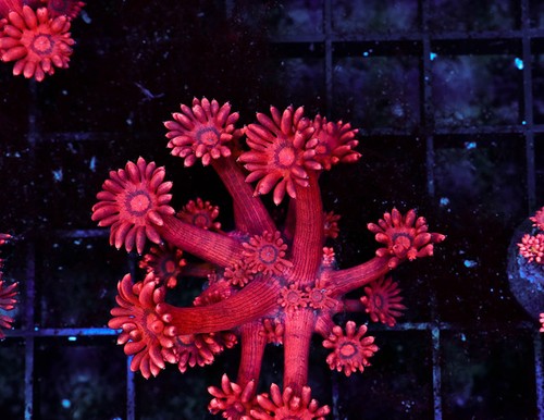 Red goniopora wysiwyg saq - goniopora,