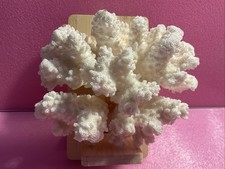 White Reef Coral Genuine Real Natural Vintage Marine Aquarium Fish Tanks