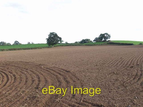 Photo 6x4 seed - 6x4, bryn