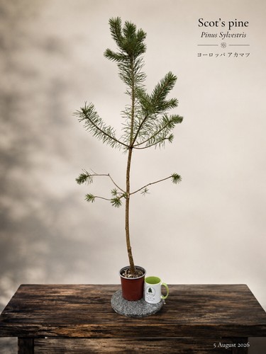Pinus sylvestris scots pine - pinus,