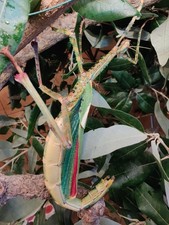 10 X Eurycnema Versirubra eggs