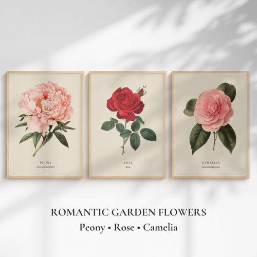 Rose peony camellia botanical - rose,