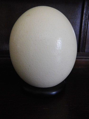 Lovely ostrich egg on - a,