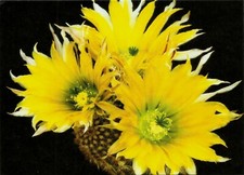 CACTUS, ECHINOCEREUS