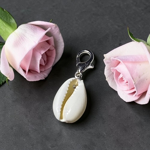 Natural cowrie shell - cowrie, clip