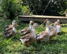 20+4 Silver Appleyard Duck