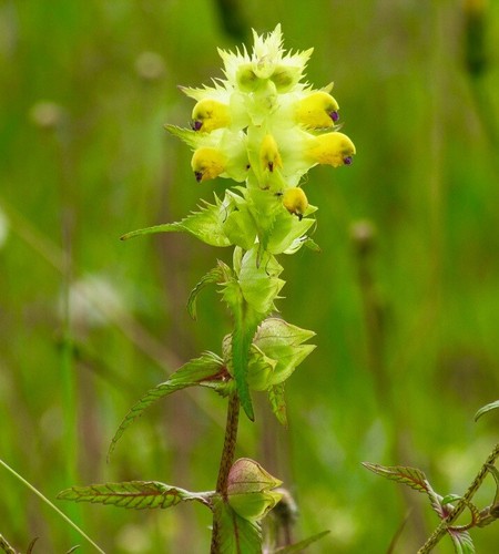 Yellow rattle seeds - yellow,