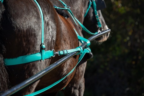 Mini small pony - pony, beginner