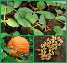 JACK O'LANTERN PUMPKIN - 10