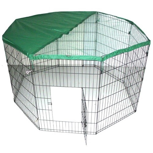 Dog puppy pet - dog,