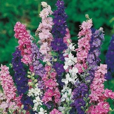 4 Strong Larkspur Delphinium