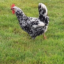 12+ Exchequer Leghorn Hatching