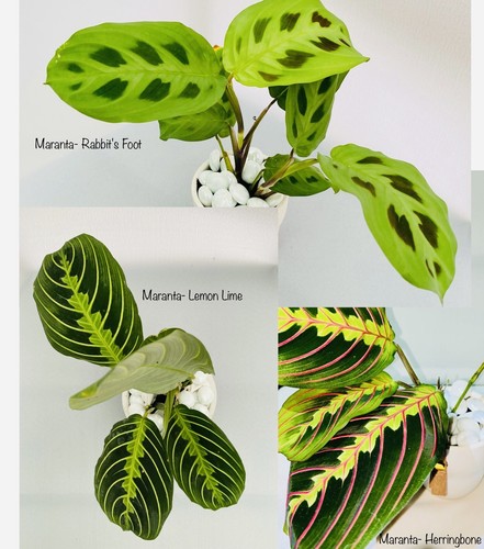 Prayer plants maranta - x3,