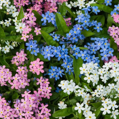 Myosotis mon amie mixed - mon,