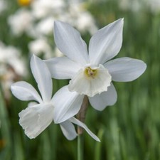 Daffodil 'Thalia' - Hardy Bulb Flowering Garden Plants, 30 Bulbs