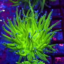 BLUE TIPPED TORCH EUPHYLLIA -