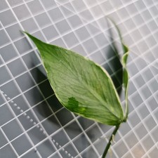 Hoya Polyneura albo Rooted