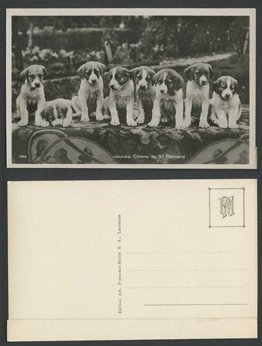Bernard dogs puppies - bernard,