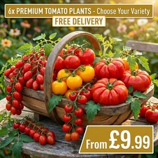 Tomato plug plants choose - 6x,