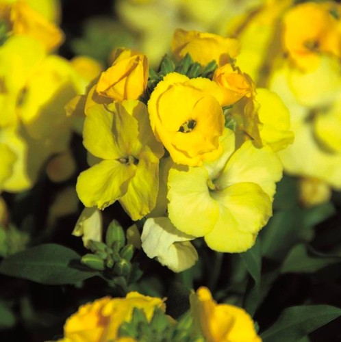 Erysimum winter light plant