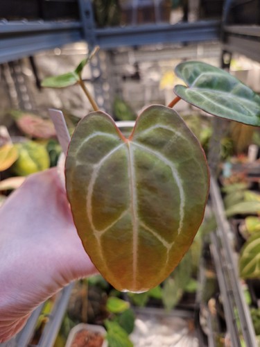 Anthurium bvit x - anthurium, (bvit