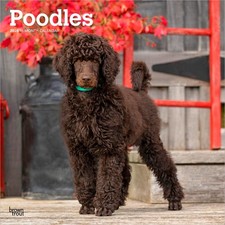 Poodles Calendar 2026 | Square 30cm x 30cm | 100% Plastic Free