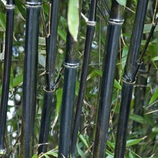 Bamboo Plant, Black Bamboo Phyllostachys Nigra, Hardy, 50-80cm Tall in 3L Pot