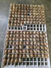 fertile pheasant eggs 36 plus