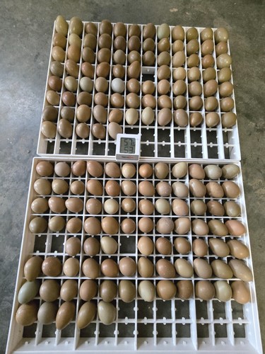 Fertile pheasant eggs plus - eggs,
