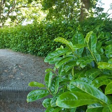 30 Cherry Laurel Fast Growing Evergreen Hedging Plants 30-40cm Tall Potted