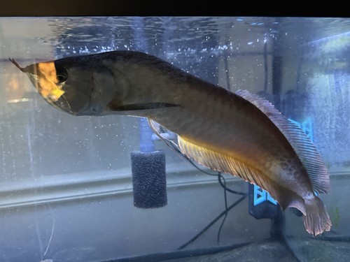 Live arowana freshwater - arowana,