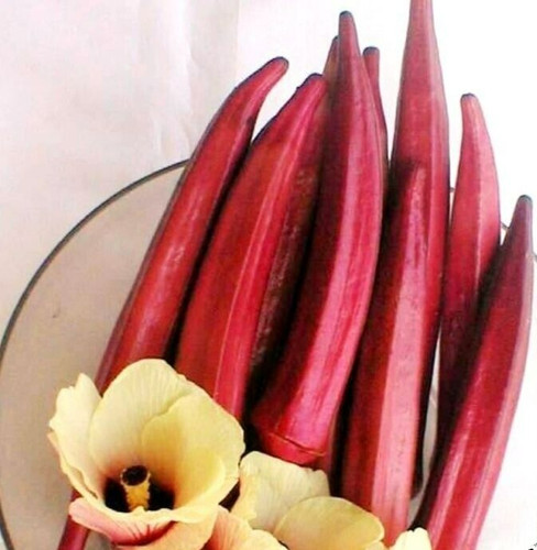 Okra red burgundy spineless - okra,
